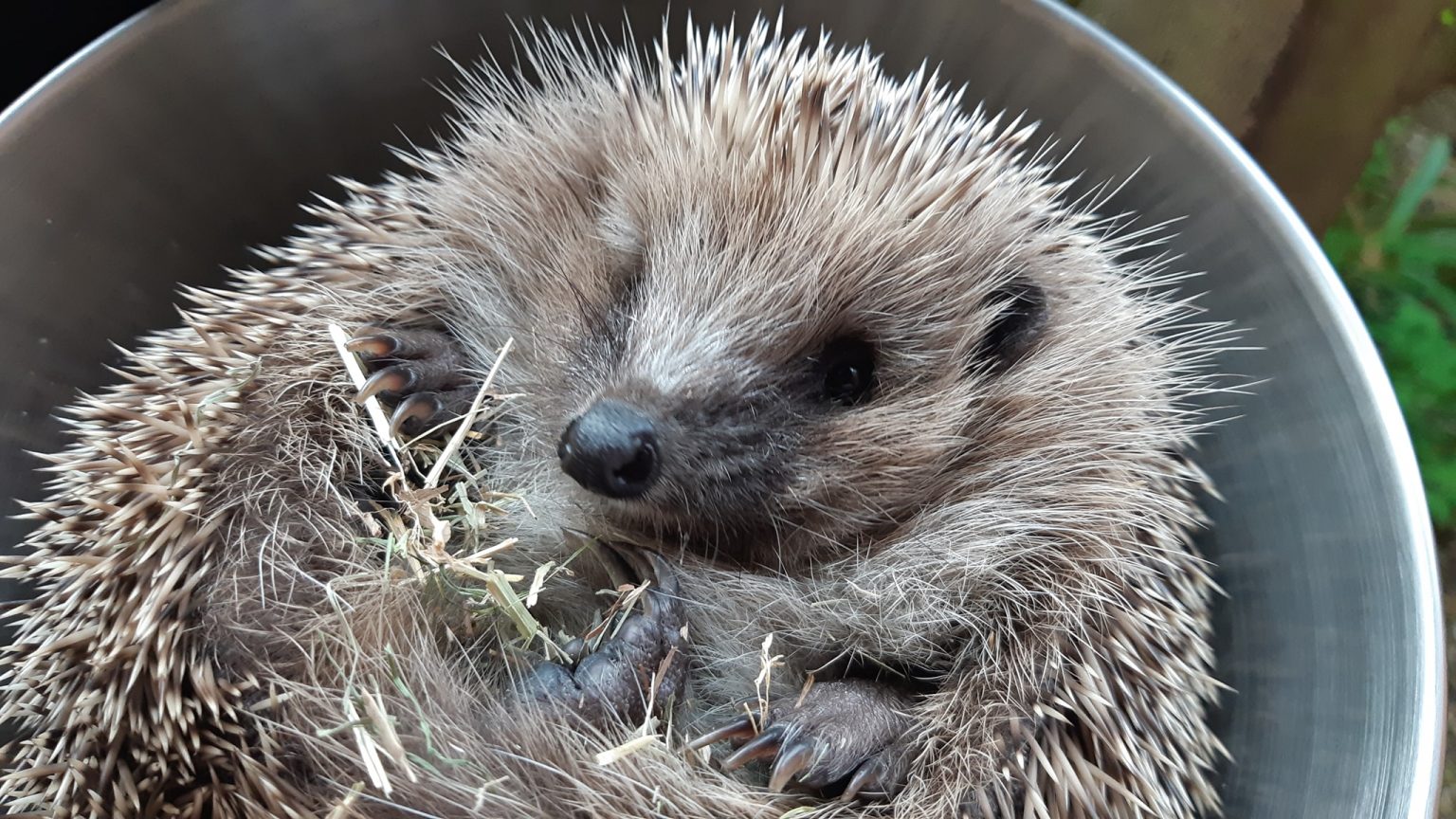 What do Hedgehogs eat? Dougals World